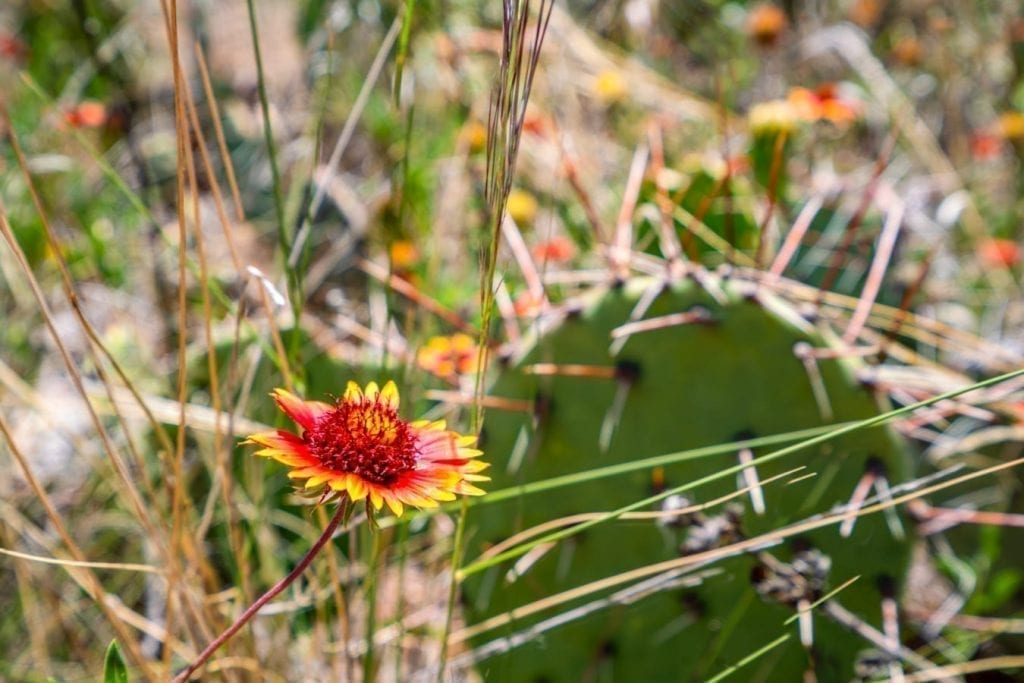 Close up of an Indian paintbrush flower in Palo Duro Canyon with a cactus visible behind it