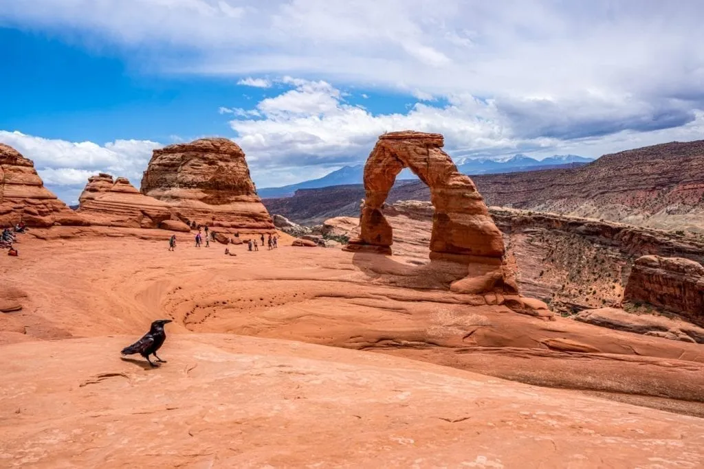 Delicate Arch hike in Arches NP, with a crow in the left part of the photo and the arch visible across the distance