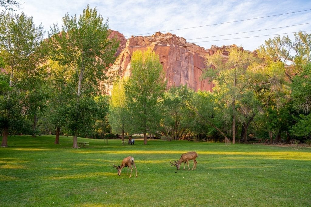 Deer grazing in a field in Capitol Reef National Park with a rock formation behind them