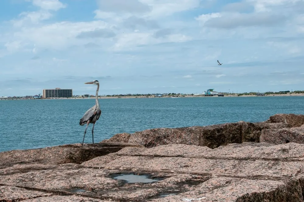Mustang Island with a heron in the left foreground and the ocean in the background. Provided by Stephanie Craig.