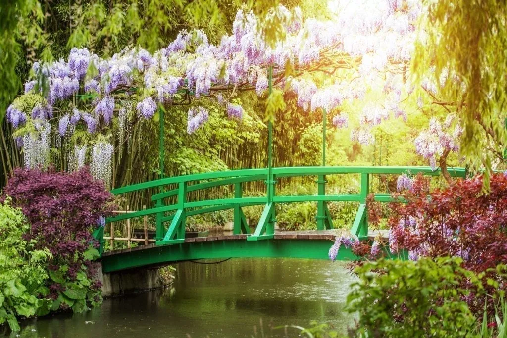 Famous green footbridge in Monet's garden in Giverney with blooming wisteria stretching over the top of the bridge.