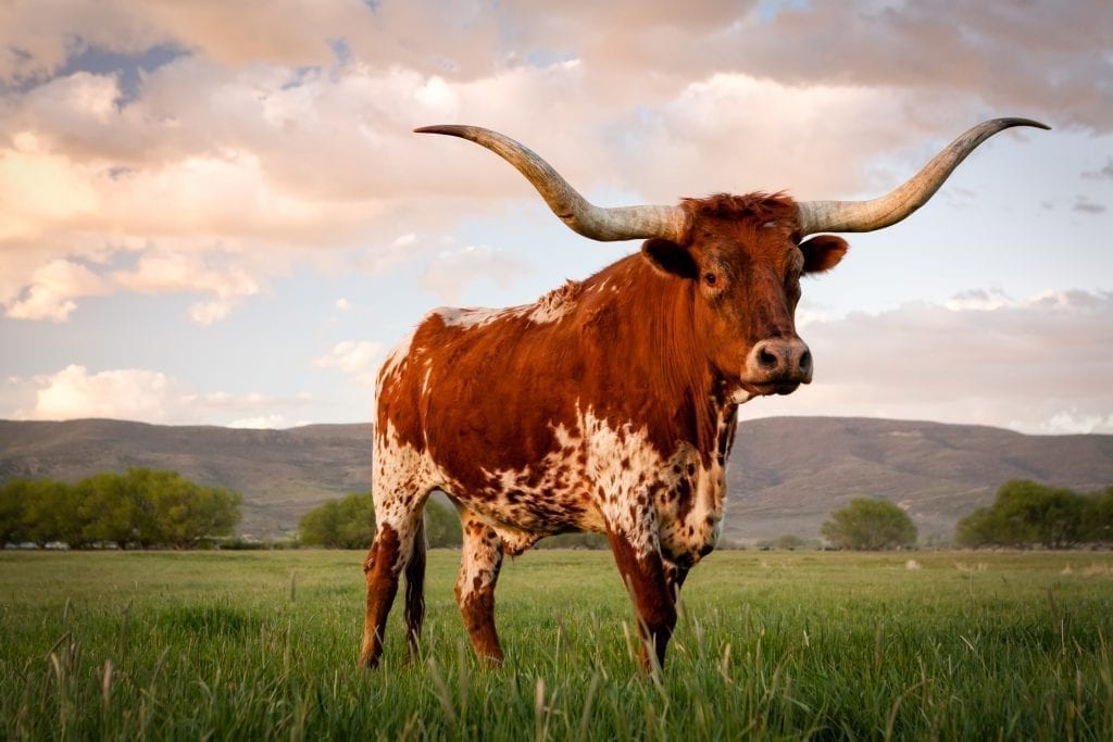 Brown and white speckled Texas longhorn facing the camera at sunset