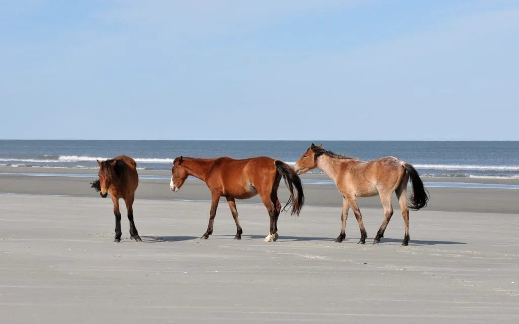 3 wild horses on a sandy beach on Cumberland Island Georgia, one of the prettiest USA beaches in the south