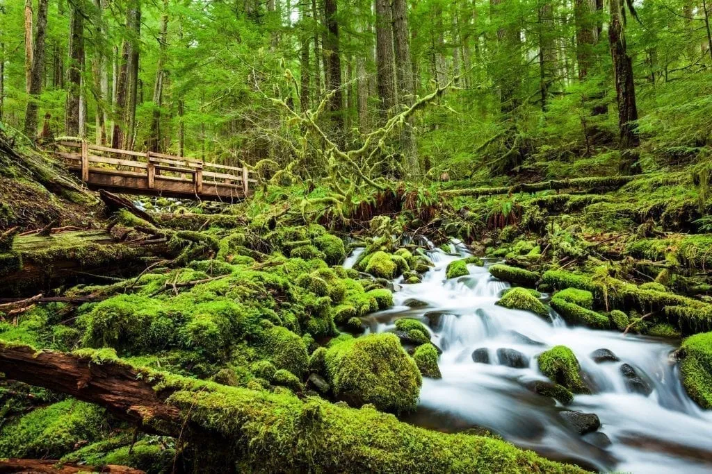 Forested trail in Olympic National Park with a river flowing across the photo. Olympic National Park definitely belongs on your USA bucket list!