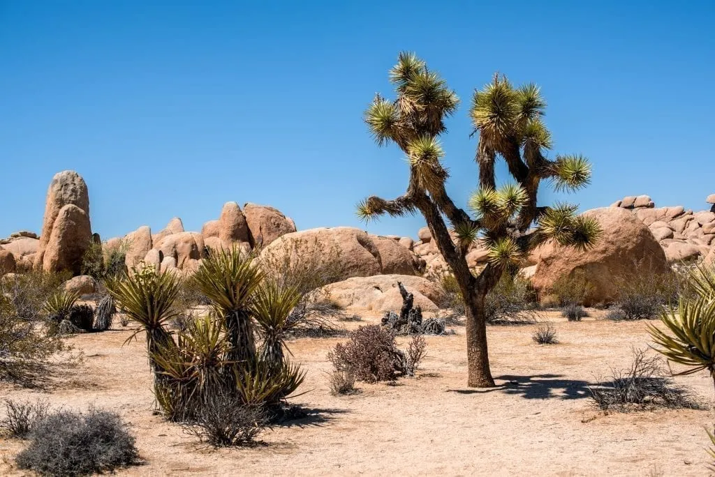 Joshua Tree NP in California with a Joshua tree on the right side of the photo