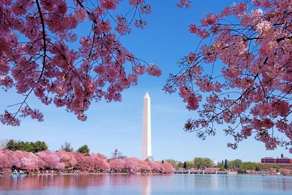 Washington Monument in Washington DC framed by cherry blossoms in the foreground. Washington DC is one of the best places to visit in the United States