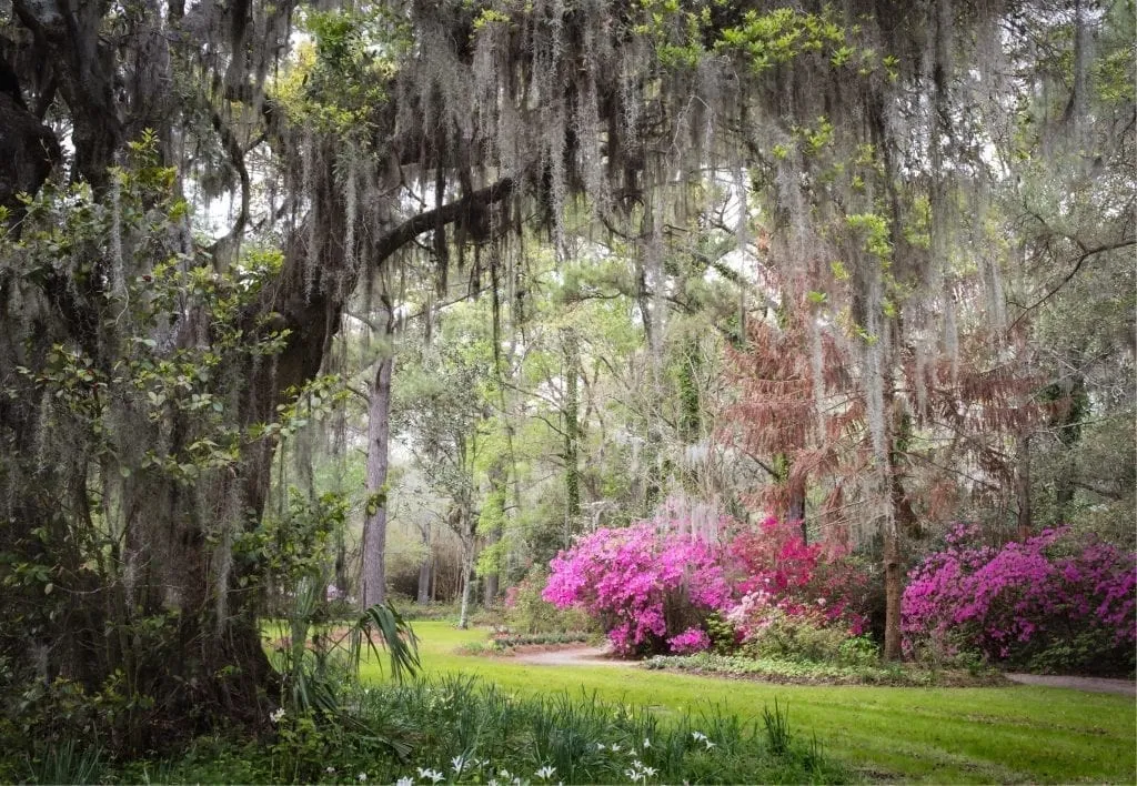 view of live oak trees and azaleas in the gardens on magnolia plantation near charleston