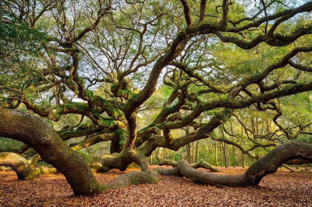 Angel Tree near Charleston South Carolina with branches reaching toward the foreground of the shot