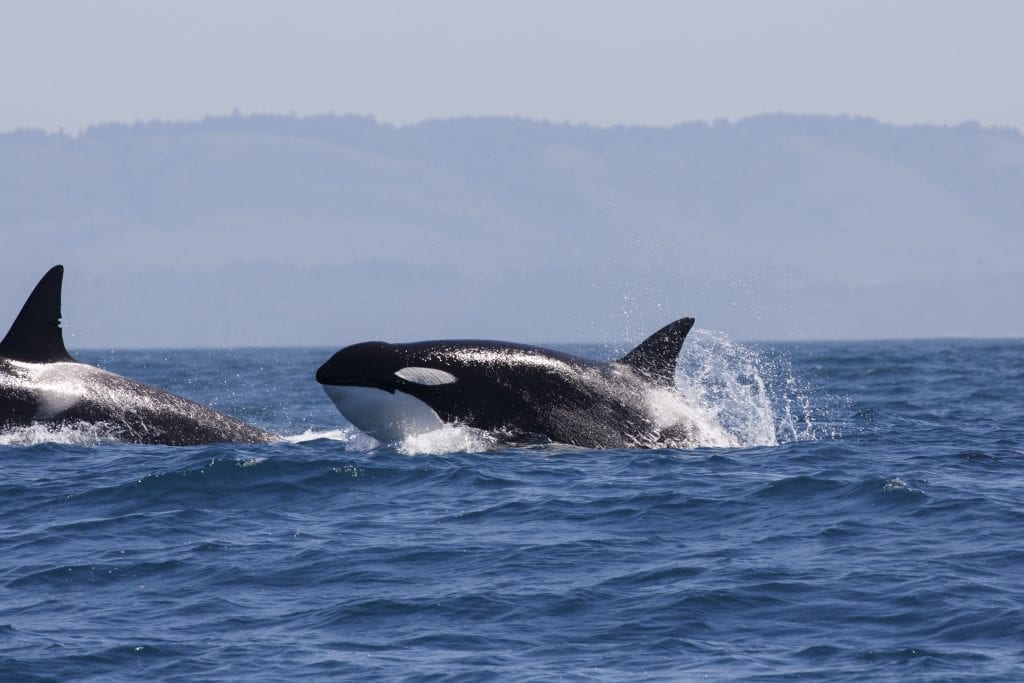 orca jumping out of the water as seen in san juan islands washington