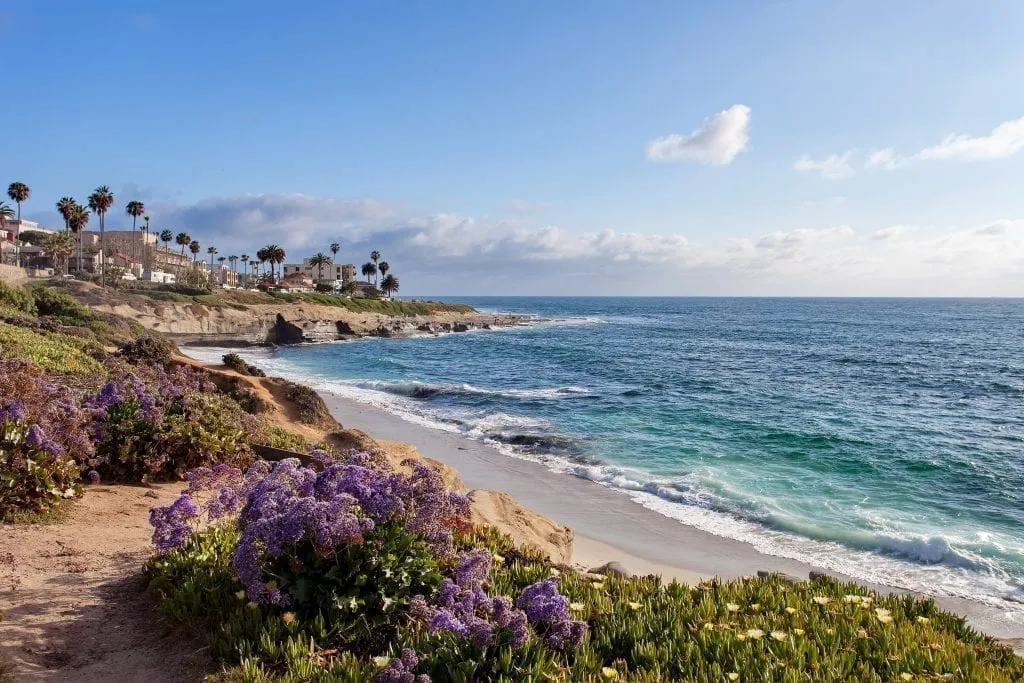 Beach in La Jolla California with purple flowers in the foreground, a fantastic stop on a west coast usa road trip itinerary