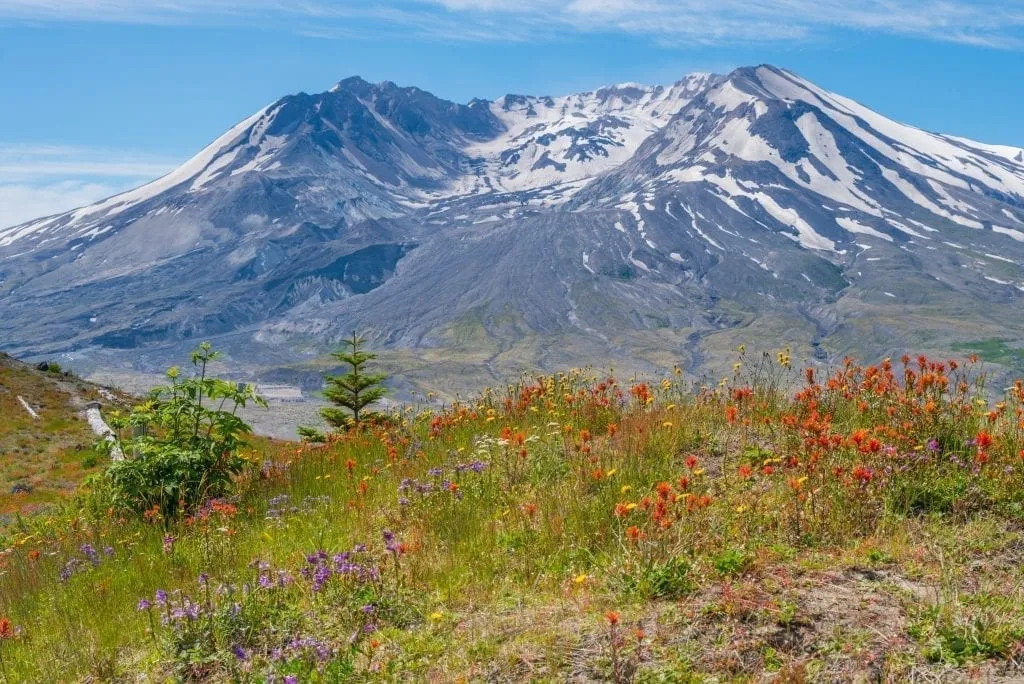 Snowcapped Mount St Helens with purple and red flowers in the foreground of the photo