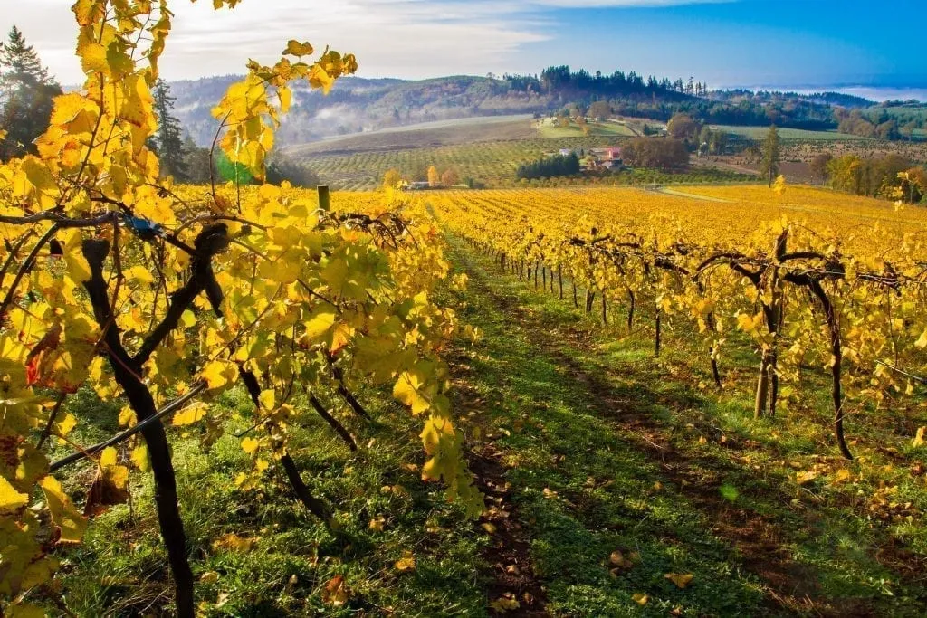 grape vines in willamette valley oregon in the fall with yellow leaves