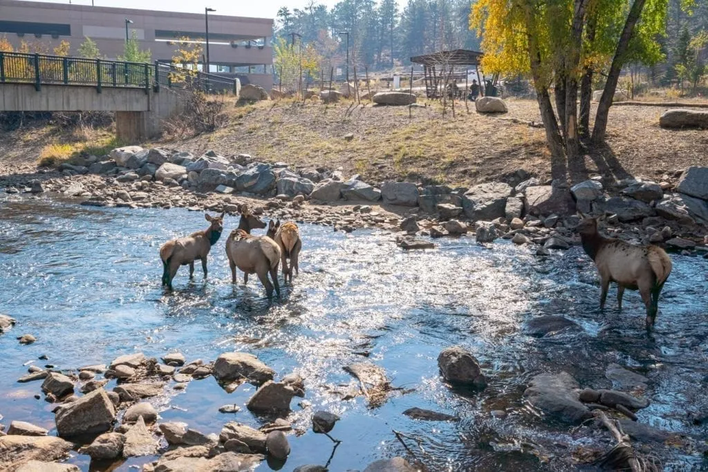 group of elk in the river in front of estes park visitors center. observing wildlife is one of the fun things to do in estes park co