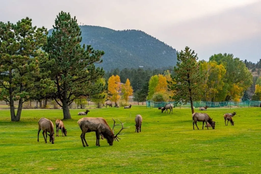 view of a herd of elk in estes park colorado