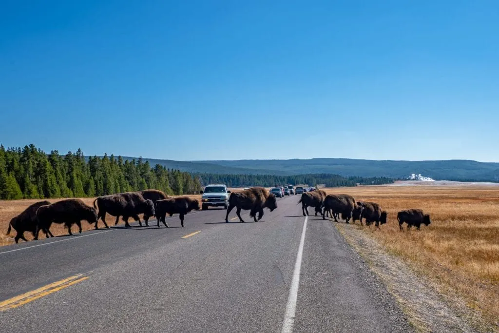herd of bison crossing the road and causing a traffic jam in yellowstone national park, one of the best places to vacation usa