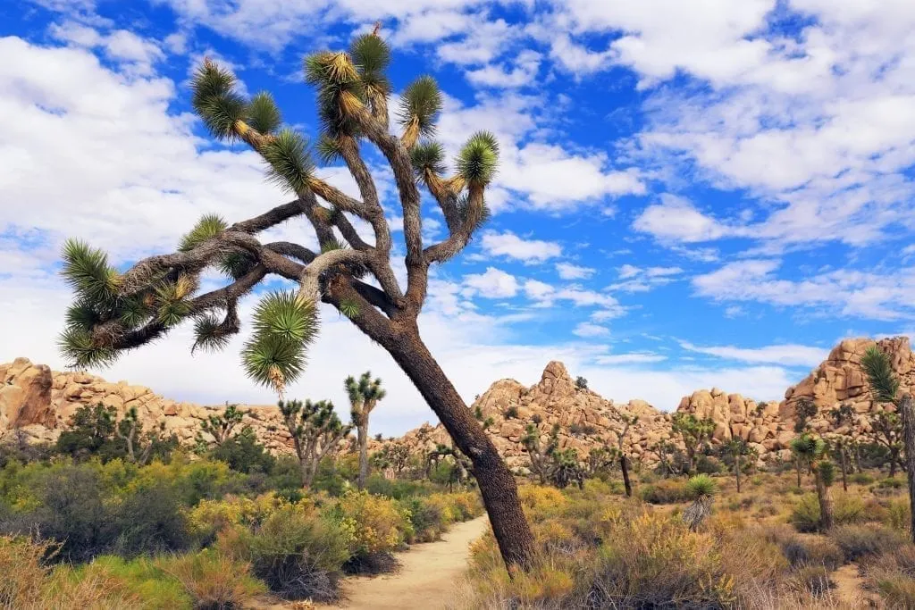 Joshua Tree national park, one of the best national parks in visit december january february, with a joshua tree bending to the left in the foreground