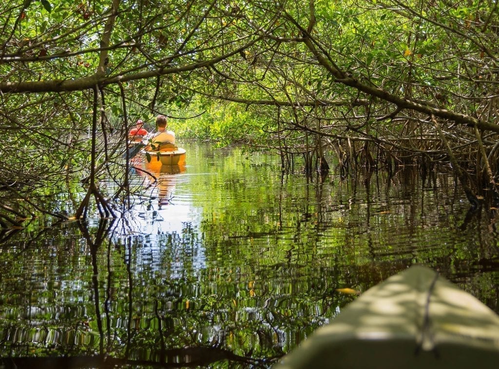 2 kayaks in the mangrove tunnels at everglades np, one of the best national parks to visit in february january december