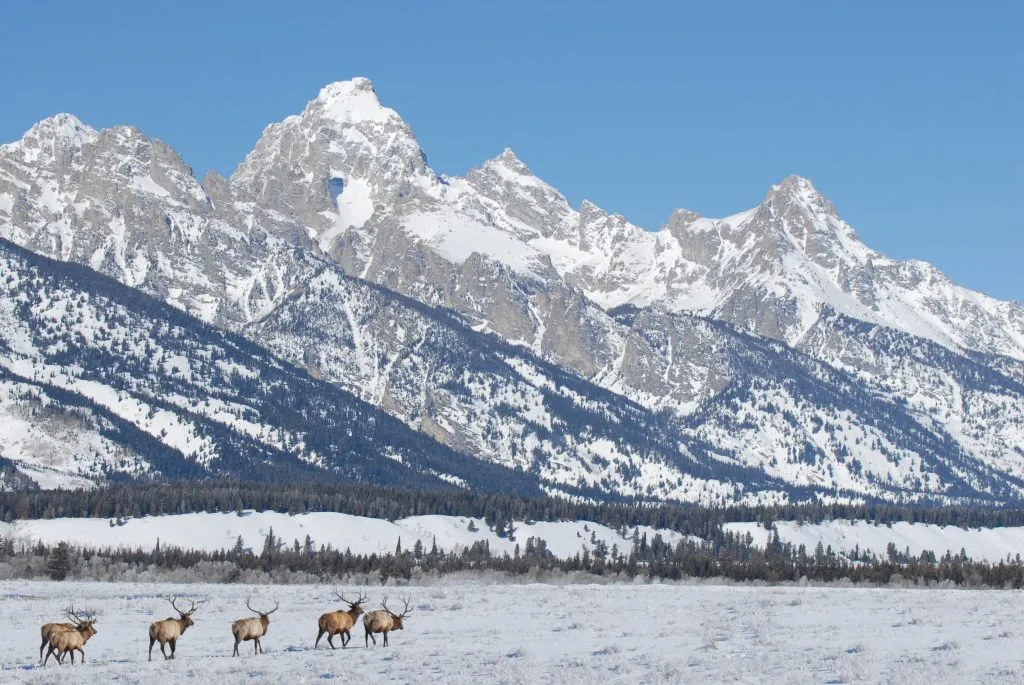 grand teton mountains covered by snow with elk in the foreground, one of the best national parks in winter usa