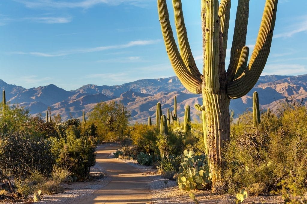 Saguaro National Park, one of the best national parks to visit in winter, with a cactus in the foreground of the photo