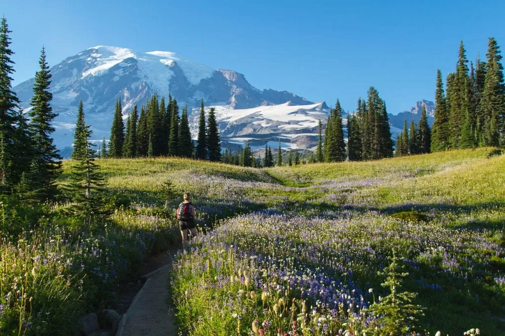 hiker in a field of wildflowers in mount rainier np with mount rainier visible in the background