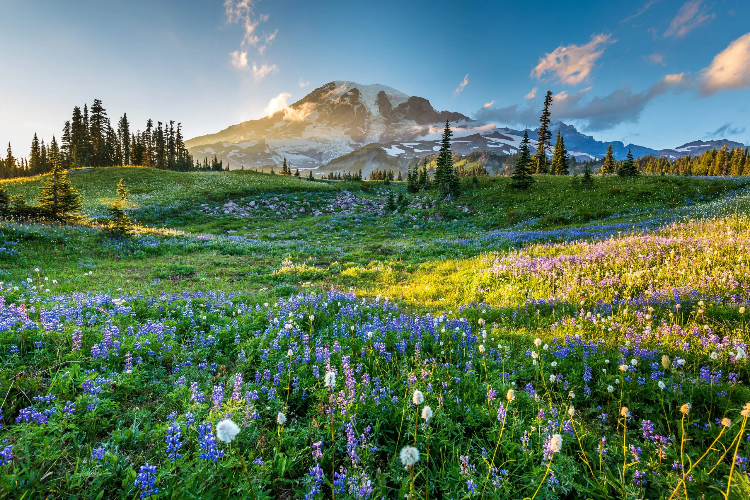 mount rainier national park, one of the most beautiful national parks in the united states, with wildflowers in the foreground and mount rainier in the background