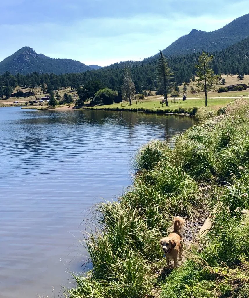 ranger storm at estes valley dog park with the lake to the left and mountains in the background
