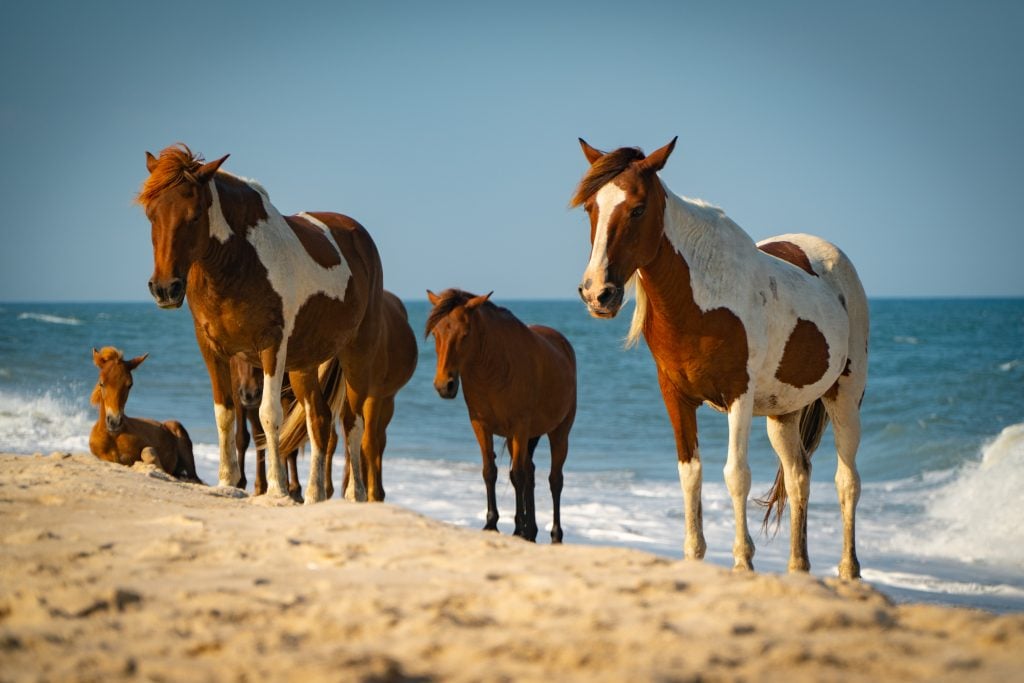 wild horses on the beach of Chincoteague virginia, one of the best usa small towns to visit