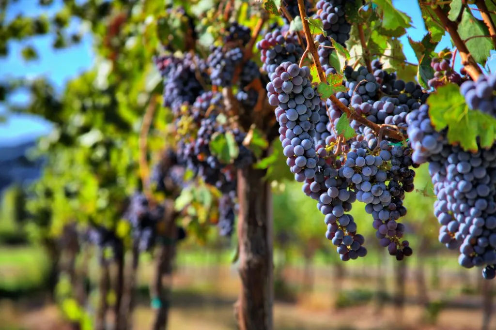 dark purple grapes growing on the vine on a vineyard in sonoma county wine country