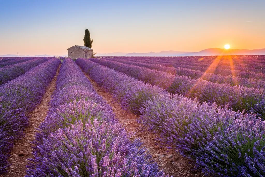 field of lavender in provence at sunset, one of the best europe travel bucket list destinations