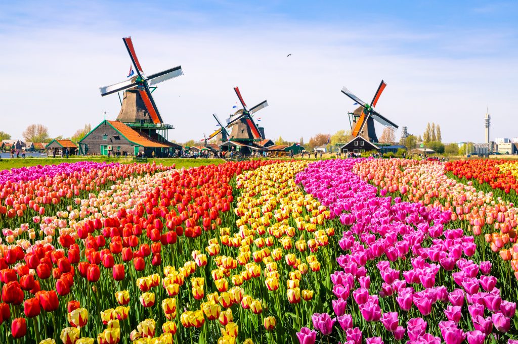 blooming rows of tulips in the netherlands with windmills in the background, a classic european bucket list travel destination