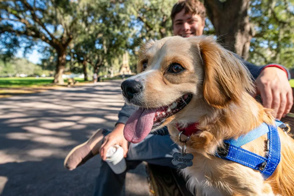 ranger storm in forsyth park in savannah ga. a cool airbnb tip for guests is that some properties are pet friendly