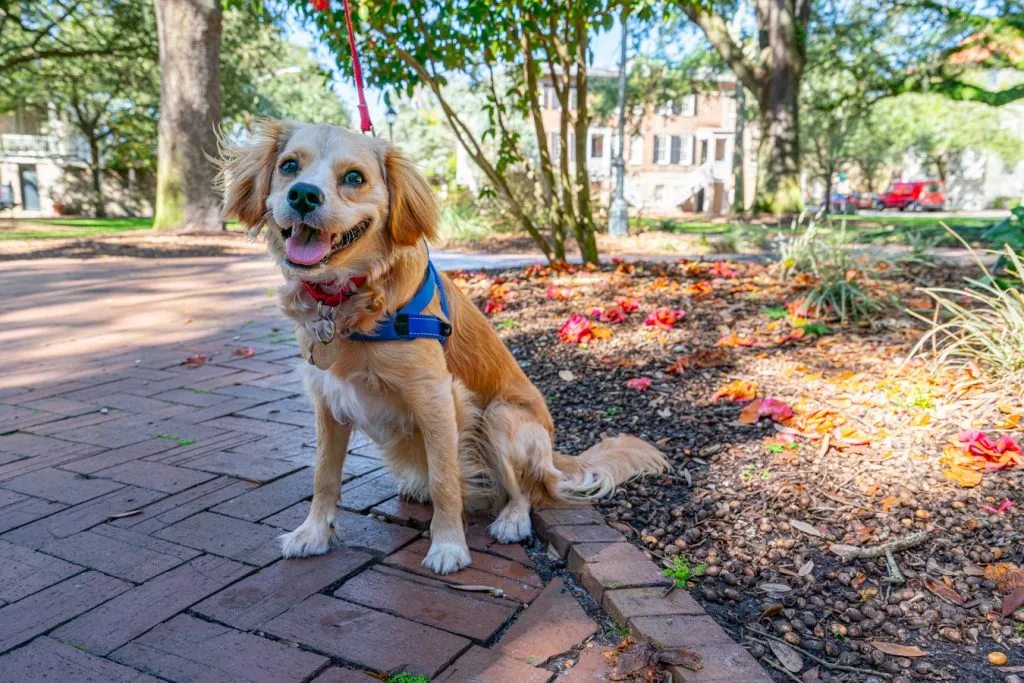 ranger storm sitting in a square in savannah georgia