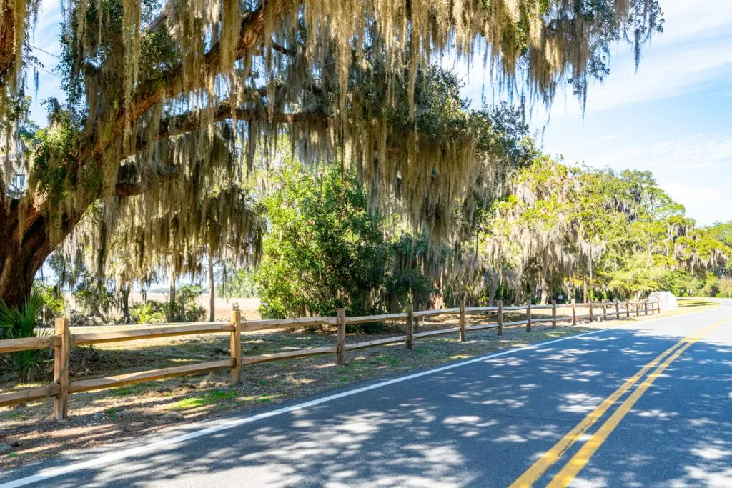 two lane road shaded by spanish moss on jekyll island georgia