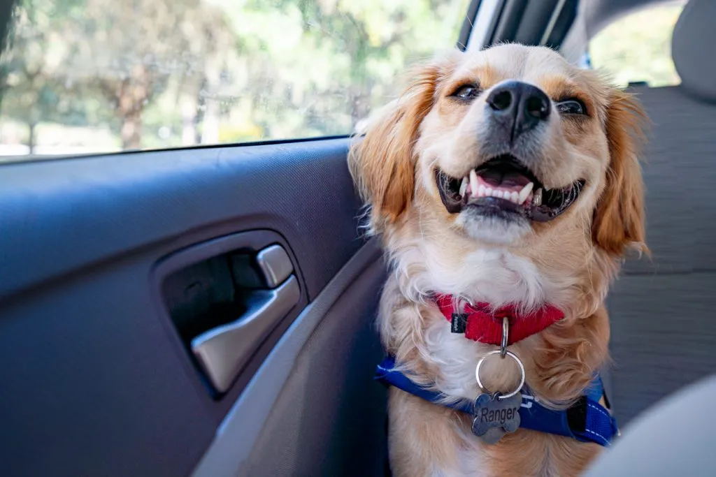 ranger storm smiling in the backseat of a car on a road trip from savannah