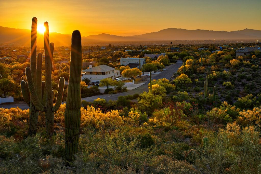 saguaro cacti at sunset in a neighborhood in tucson arizona