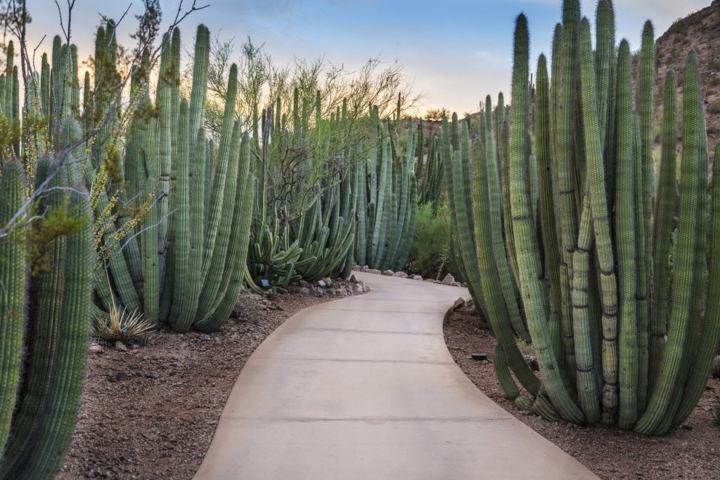 photo of a paved sidewalk path leading through cacti in phoenix, one of the most beautiful places in az to visit