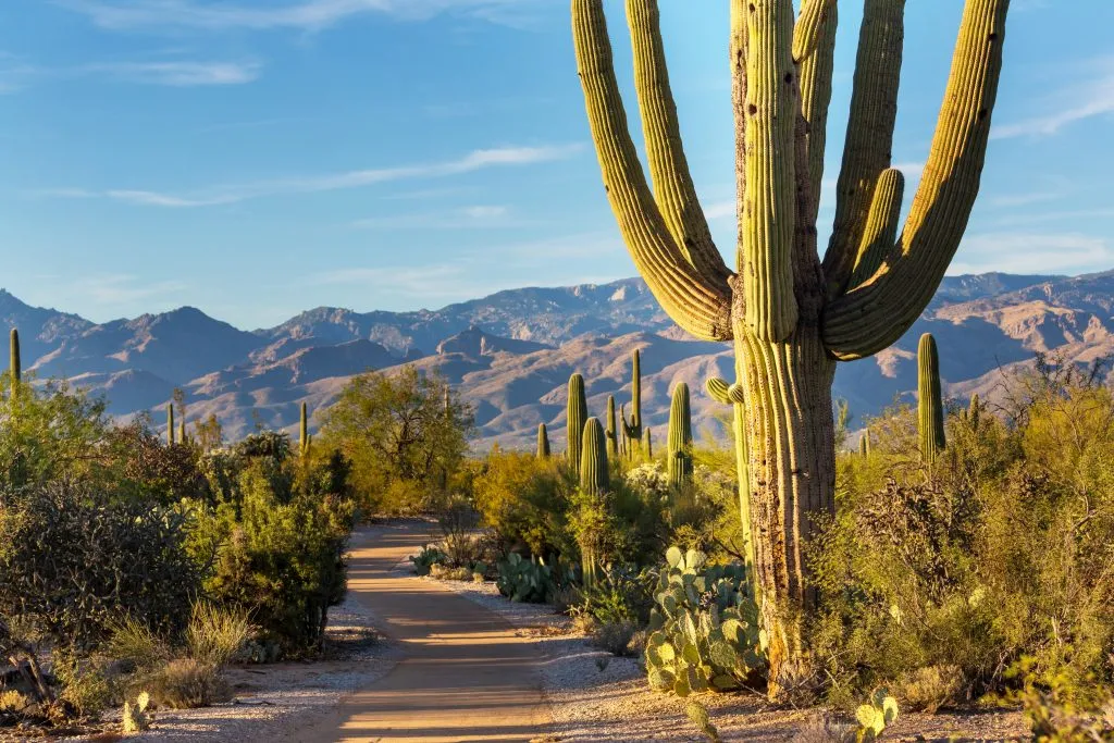 saguaro national park, one of the best places to go in arizona, with a path to the left and large cactus on the right