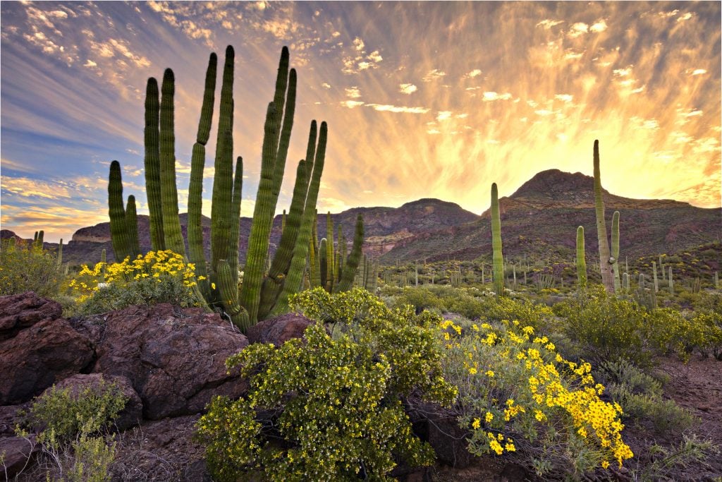 cacti and yellow flowers at sunset in organ pipe national monument, one of the beautiful places in arizona to visit