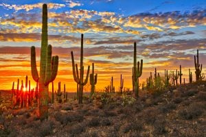 sunset over sonoran desert with saguaro cacti in foreground near phoeniz az, one of the best places to visit in arizona