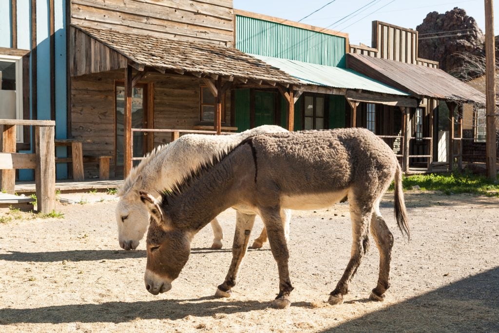 storefronts in oatman arizona with 2 burros in the foreground, an az bucket list place to visit