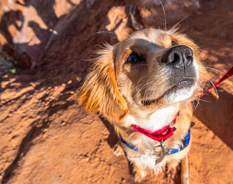 21 Best Things to Do in Moab, Utah Our Escape Clause