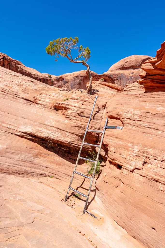 small ladder as seeing when hiking corona arch trail