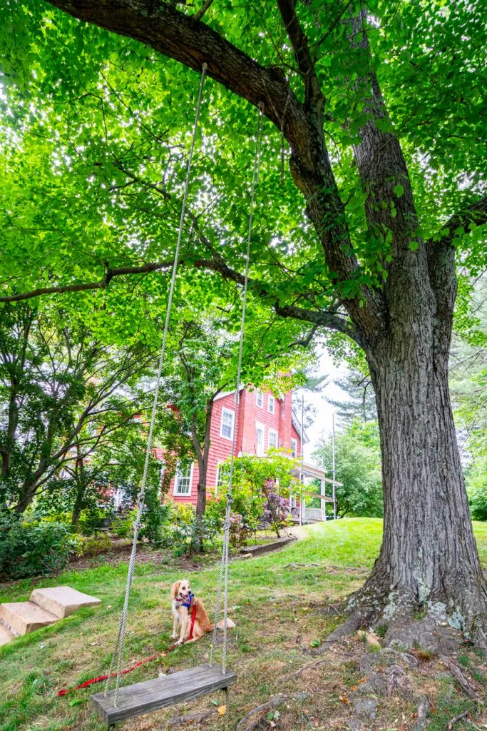 ranger storm framed by a wooden swing hanging from a tree in the backyard of applewood manor, an asheville bed and breakfast