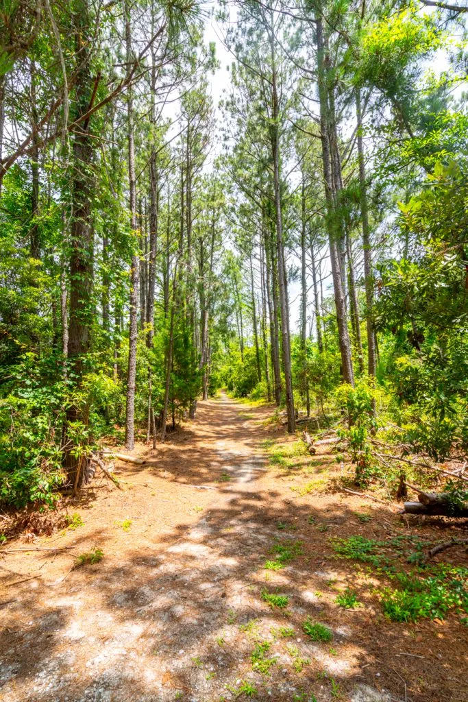 trail through pine trees in emerald isle woods park, one of the best things to do in emerald isle nc