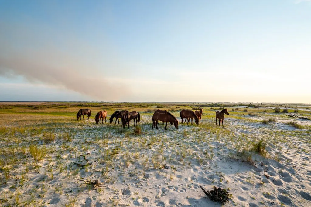 wild horses on cedar island north carolina