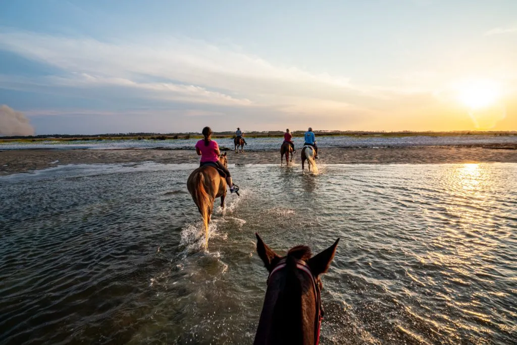 horseback ridge on the beach at sunset cedar island north carolina