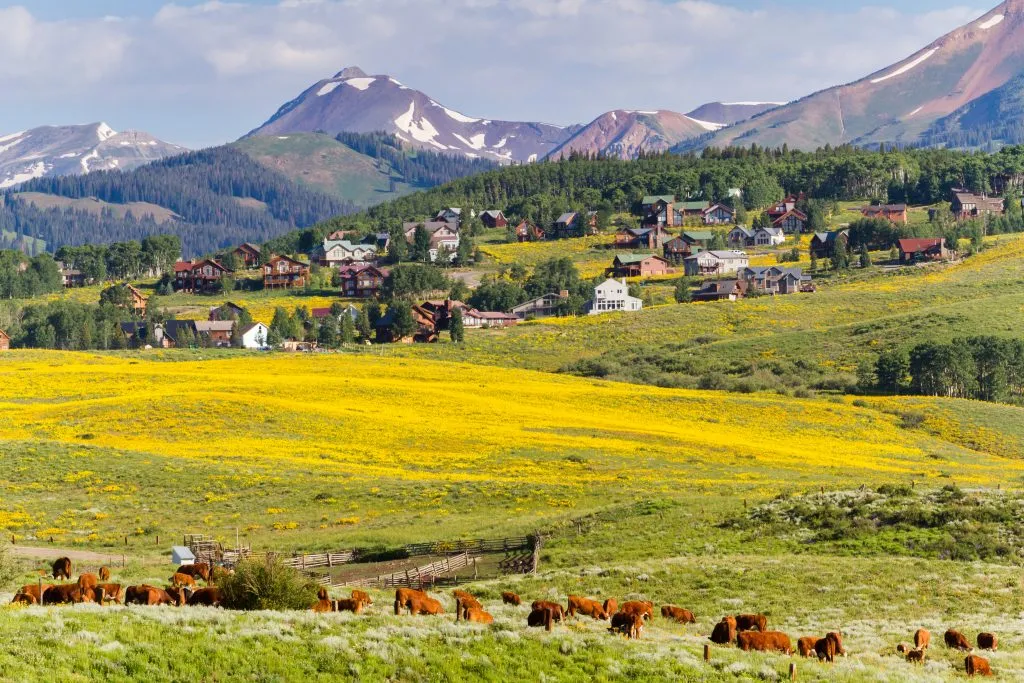 view of yellow wildflowers in colorado mountains with livestock in the foreground and a town in the background