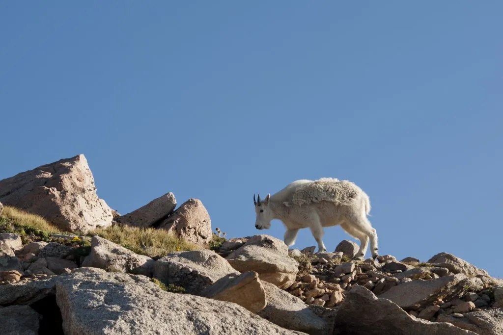 mountain goat on top of mount evans co