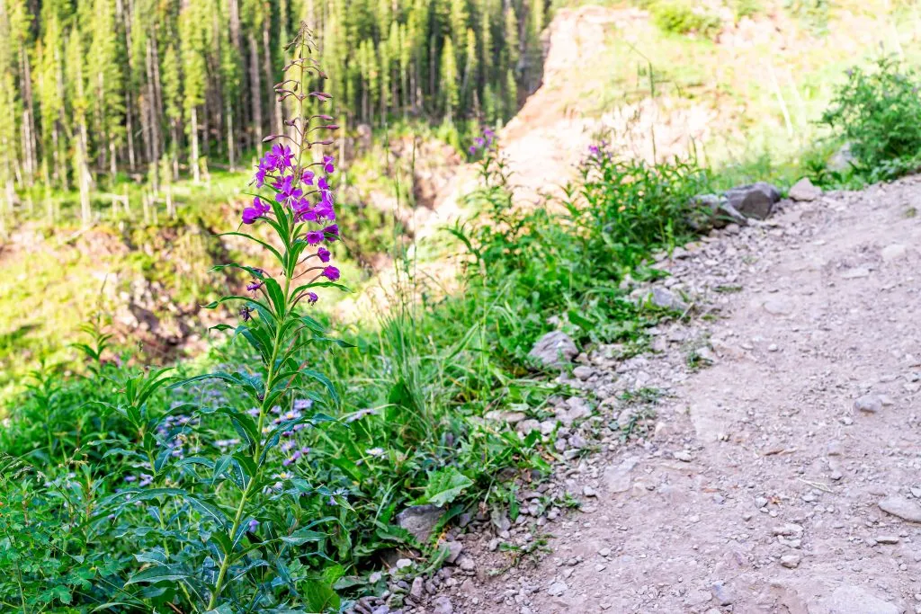 colorado hiking trail with a pink wildflower on the left side of the trail