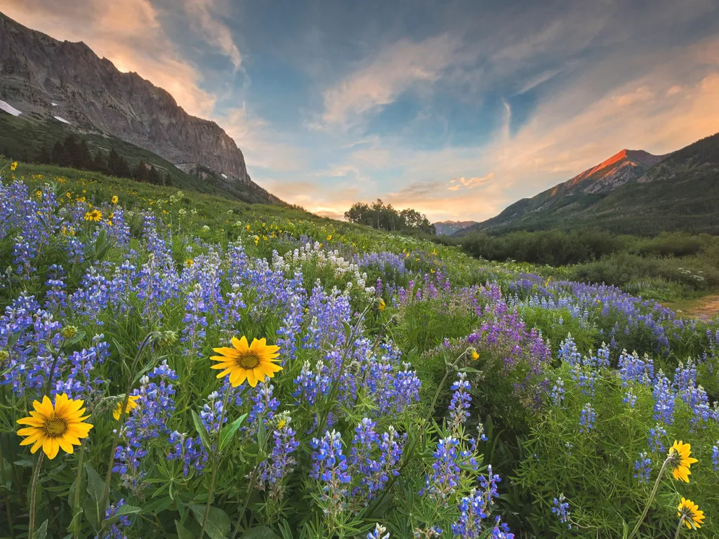 wildflowers in the mountains at sunset near crested butte, one of the best places to see in colorado